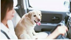 假期出去游玩，狗狗怎么辦呢？