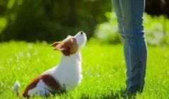 讓狗狗安靜的七大方法，你知道嗎？