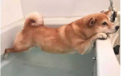 這幾種“酷刑”，據說狗狗都超級怕！