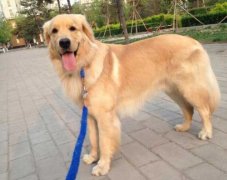 狗狗的品種，居然暴露了你的性格？