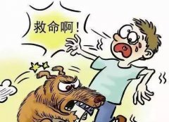 如遇惡犬咬人該怎么辦？這些知識也許能救命！