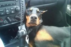 開車載狗雖拉風，背后的安全隱患你又知多少？