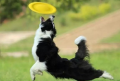 狗狗春季掉毛持續(xù)多久？如何改善愛寵的被毛？