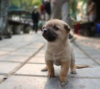 小奶狗剛到家一直叫怎么辦？