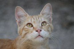 流浪貓可以帶回家養(yǎng)嗎？怎么把流浪貓帶回家養(yǎng)？