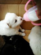 剛出生的小狗如何人工喂養？