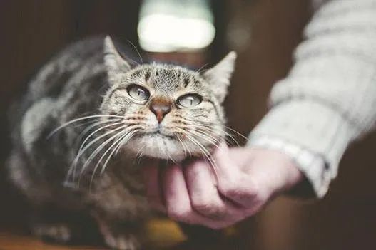 元旦丨新的一年，寵愛(ài)有加